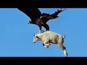 Video: Most spectacular Eagles and Raptors compilation - Amazing skills and aerobatics